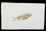 Bargain, Fossil Fish (Knightia) - Wyoming #99229-1